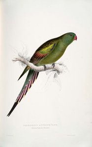 Polytelis anthopeplus de Edward Lear